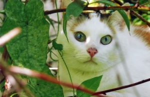 Katzenpension Leipzig